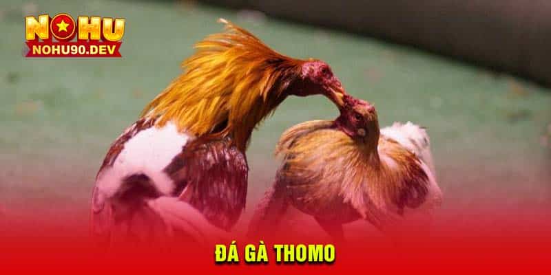 Đá gà Thomo là gì?